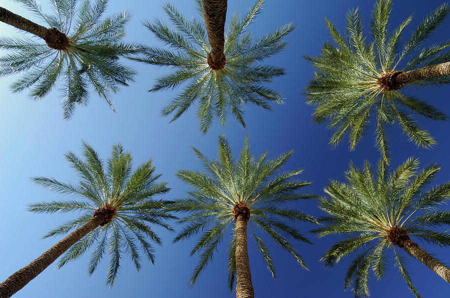 Palm Trees by Raimund Linke