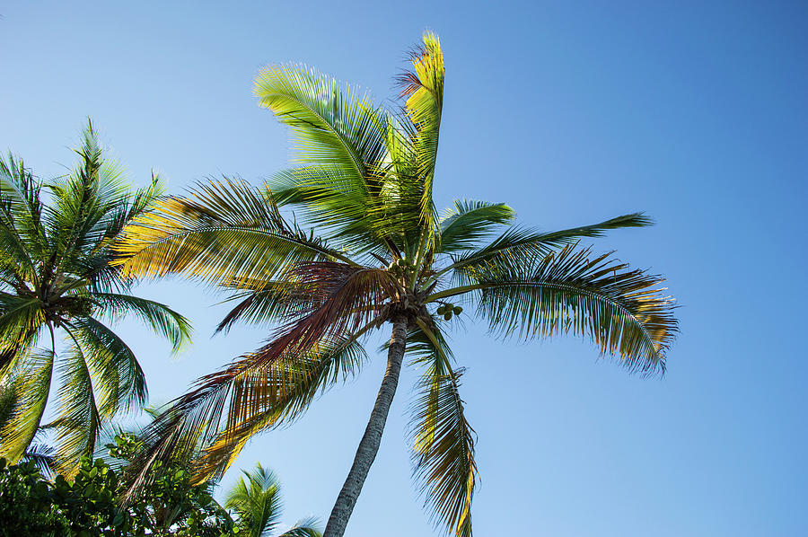 Palm Trees With Sky Background. Photograph by Cavan Images | Fine Art ...