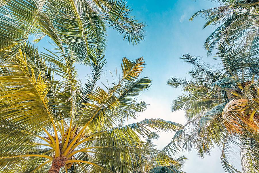 Jungle Photograph - Palm Trees With Sky In The Background #1 by Levente Bodo
