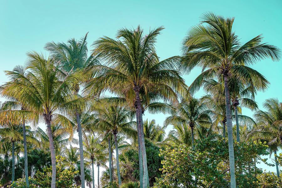 Palms At Peanut Island, Florida #1 Digital Art by Laura Zeid