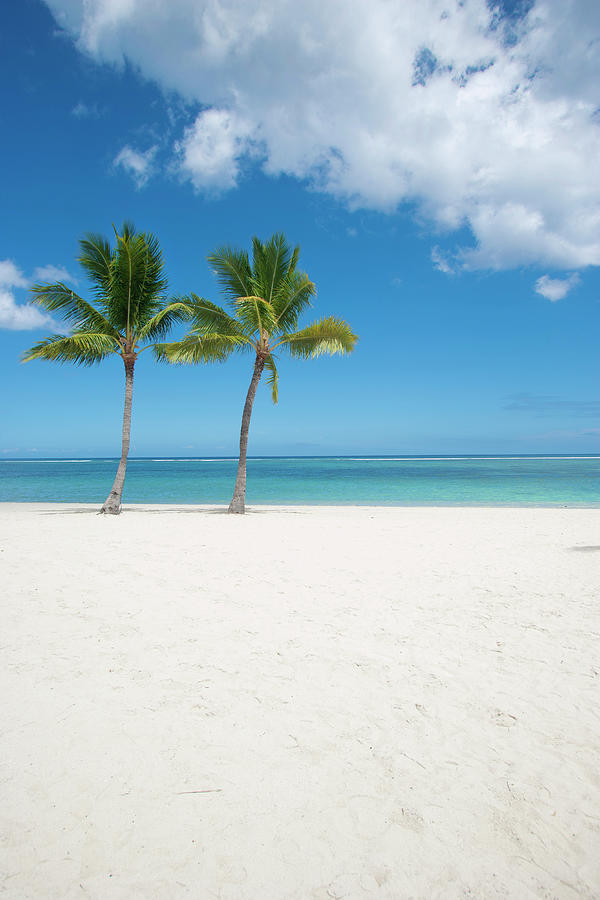 Palms On Mauritius #1 Photograph by Jan-otto