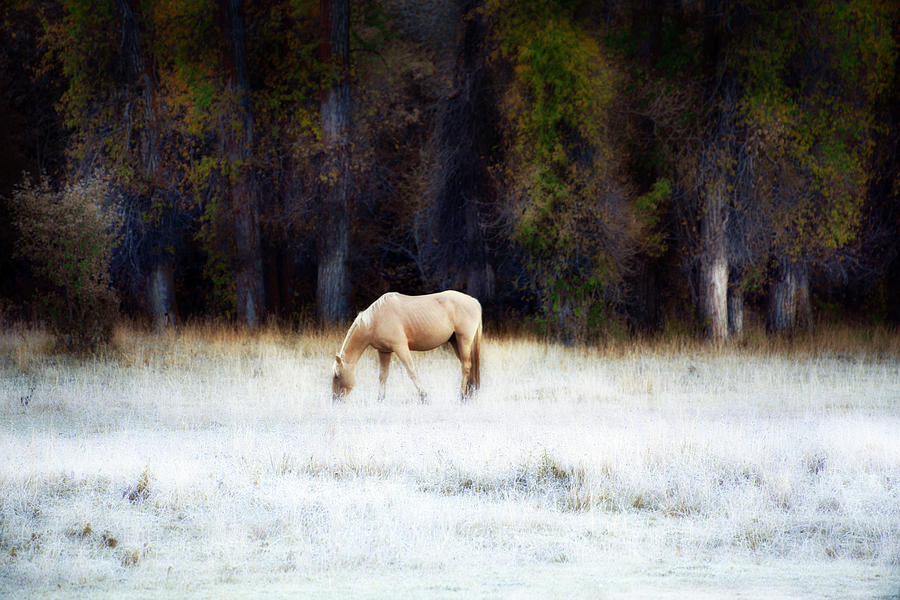 Palomino In Frosted Autumn Field Photograph by David Chasey