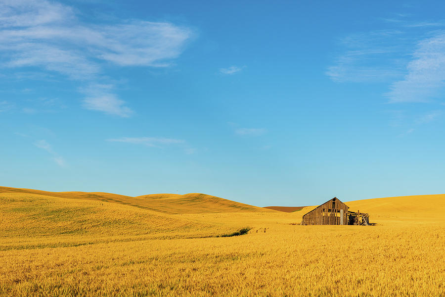 Palouse hills of wheat land #1 Digital Art by Michael Lee