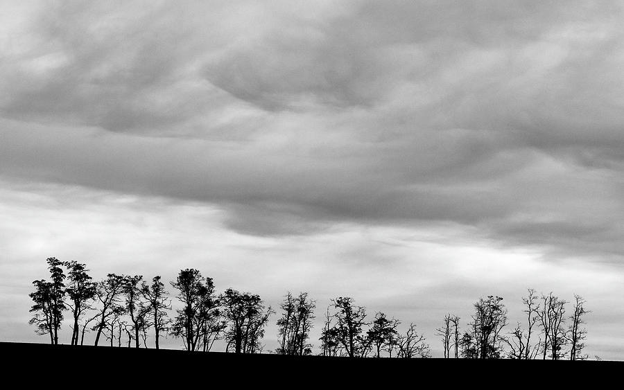 Palouse Tree Line And Sky 9630 Photograph