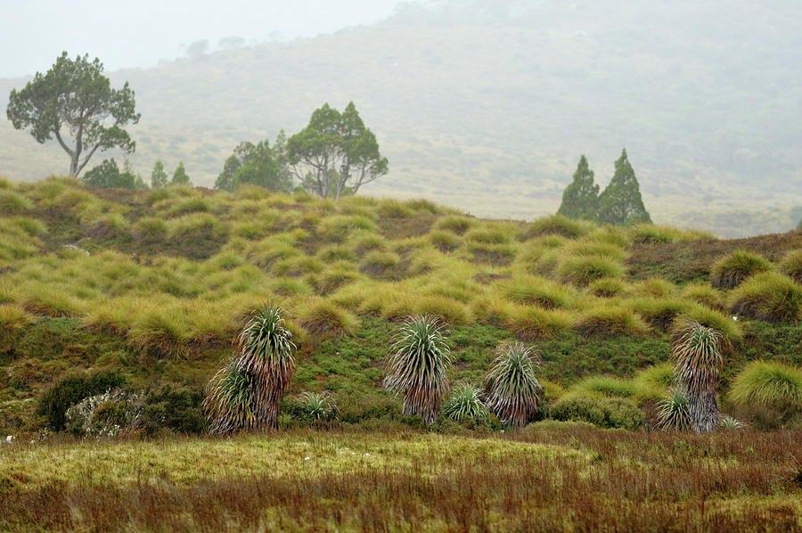 Pandanis At Cradle Mountain Np #1 Photograph by Keiichihiki