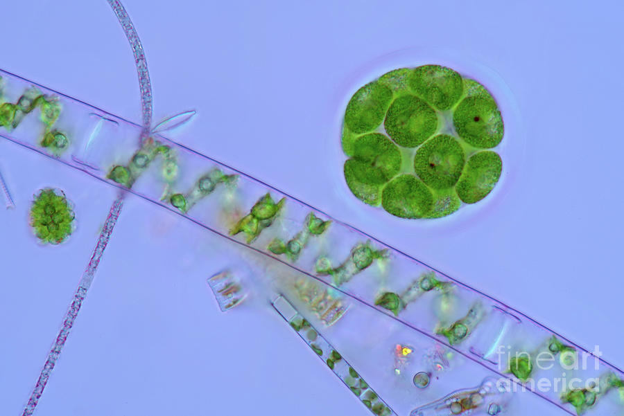 Pandorina And Spirogyra Green Algae #1 Photograph by Marek Mis/science Photo Library