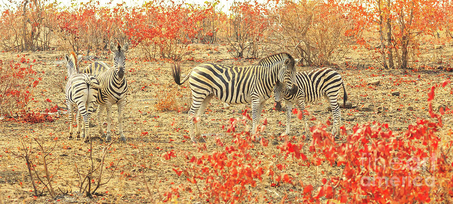 Panorama of zebras #1 Photograph by Benny Marty