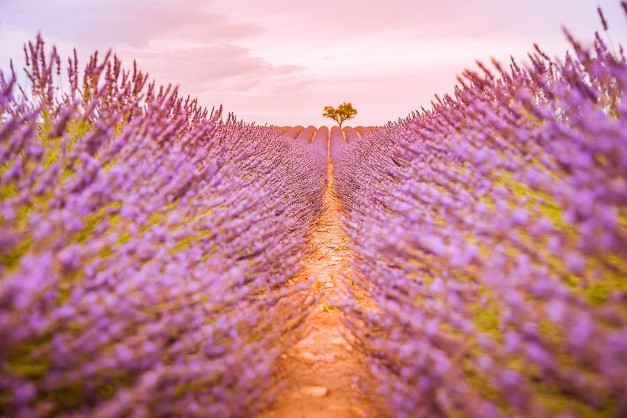 Nature Photograph - Panoramic View Of French Lavender Field #1 by Levente Bodo