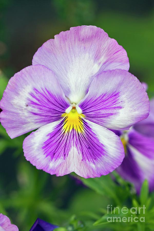 Pansy ( Viola Sp.) #1 Photograph by Dr Keith Wheeler/science Photo Library