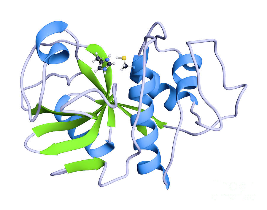 Papain Cysteine Protease Photograph by Greg Williams/science Photo ...