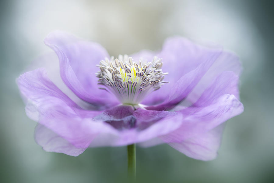 Flower Photograph - Papaver #1 by Jacky Parker