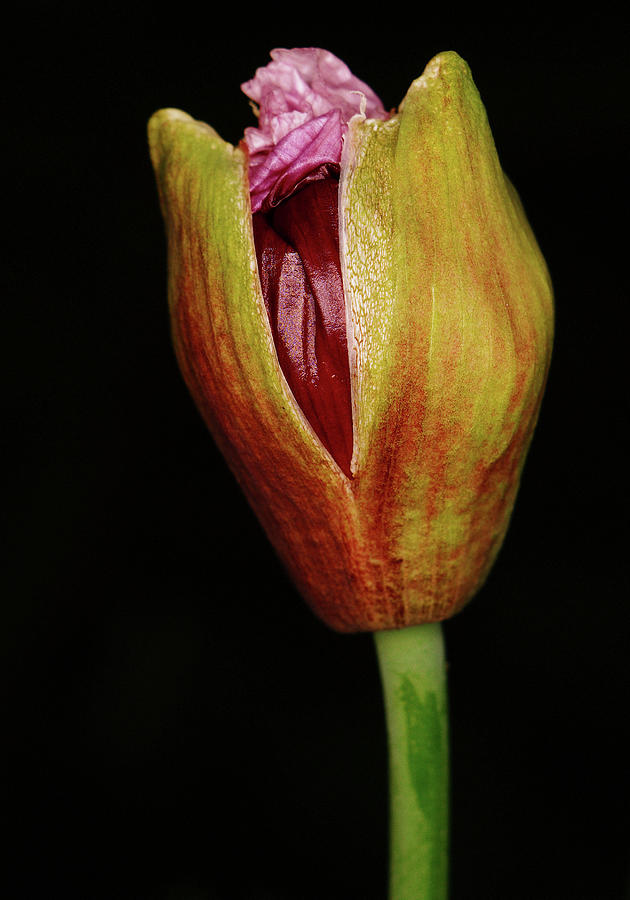 Papaver Somniferum Izmir Bush Poppy #1 Photograph by Farmer Images