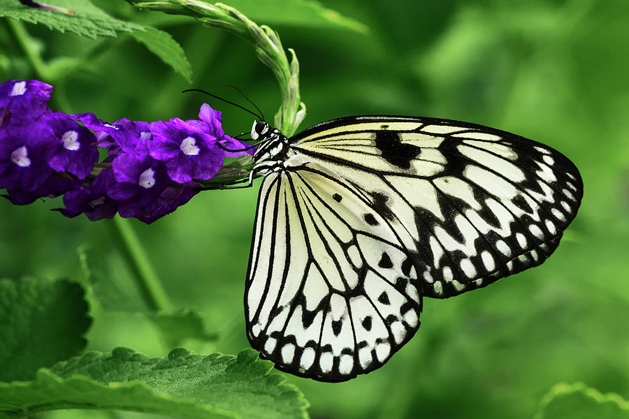 Paper Kite Butterfly Photograph by Adam Jones | Fine Art America