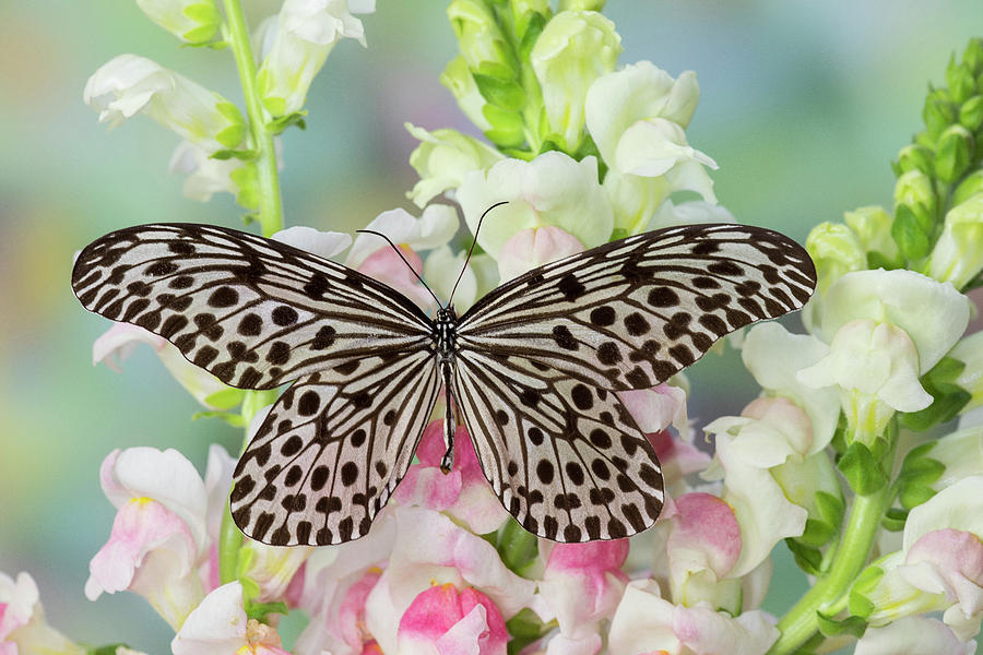 Black Photograph - Paper Kite Butterfly, Idea Leuconoe by Darrell Gulin Black Photograph - Paper Kite Butterfly, Idea Leuconoe by Darrell Gulin