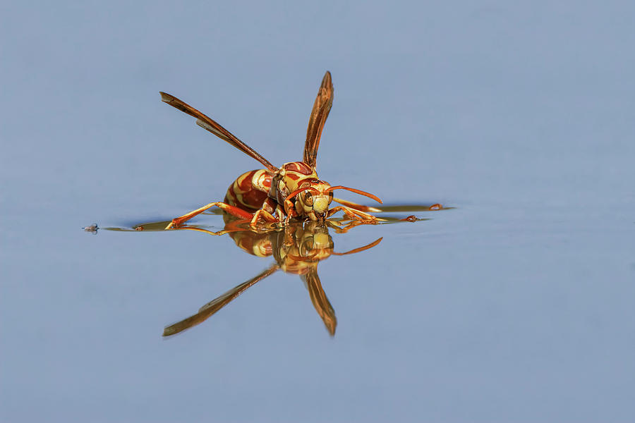 Adam Jones Photograph - Paper Wasp Drinking Water From Surface #1 by Adam Jones