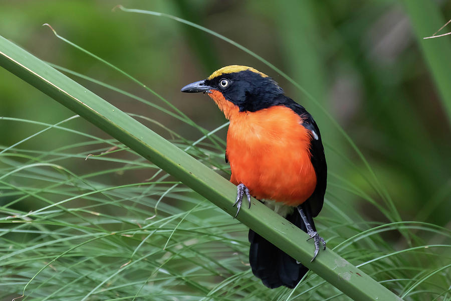 Papyrus Photograph - Papyrus Gonolek by Thomas Kallmeyer Papyrus Photograph - Papyrus Gonolek by Thomas Kallmeyer