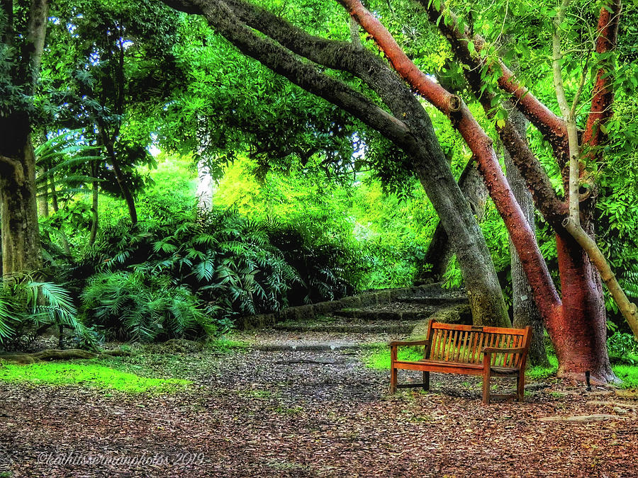 Paradise in the Forest Photograph by Kathi Isserman | Fine Art America