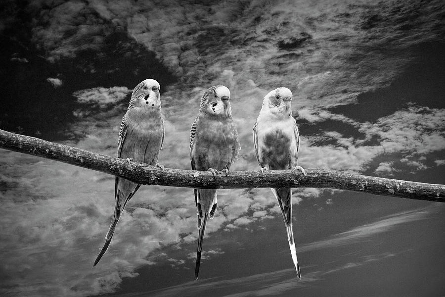Parakeets  perched out on a Tree Branch Limb with Cloiudy Blue S #1 Photograph by Randall Nyhof