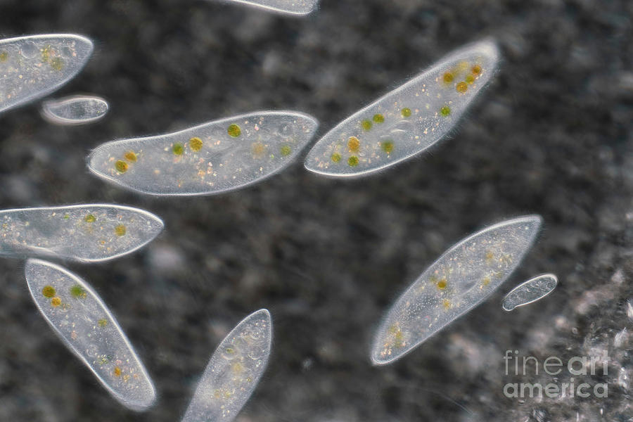 Paramecium Ciliate Protozoa #1 Photograph by Karl Gaff / Science Photo Library