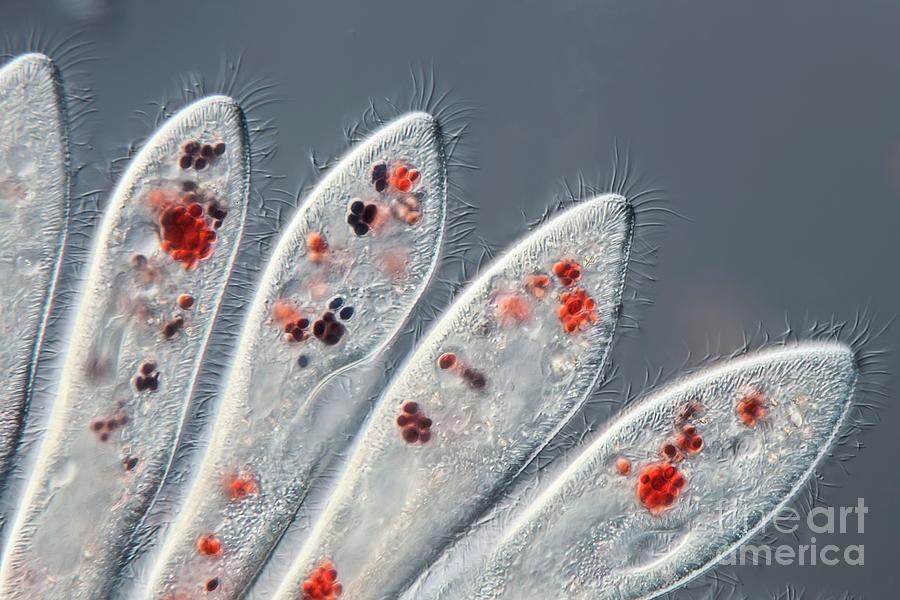 Paramecium Ciliates #1 Photograph by Gerd Guenther/science Photo Library