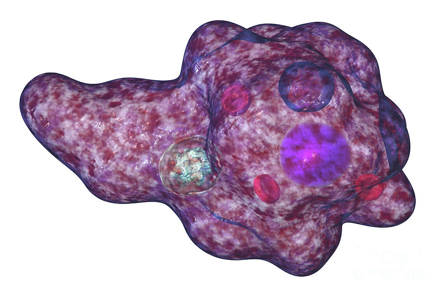 Parasitic Amoeba Photograph by Kateryna Kon/science Photo Library ...