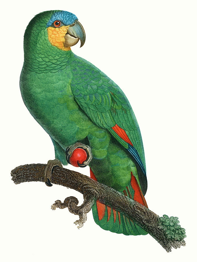 Parrot Of The Tropics I #1 Painting by Barraband
