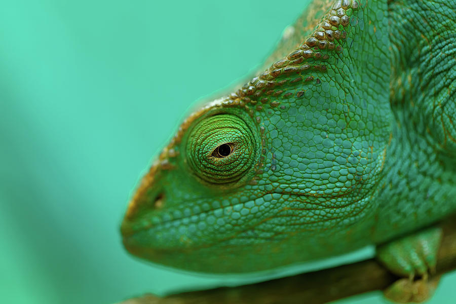 Parson's chameleon, Madagascar Wildlife Photograph by Artush Foto ...