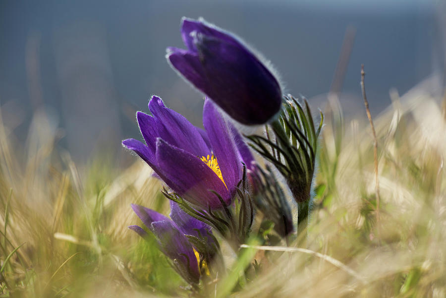 Pasque Flower pulsatilla Vulgaris, Nature Reserve Badberg, Kaiserstuhl, Baden-wrttemberg, Germany #1 Photograph by Daniel Schoenen Fotografie