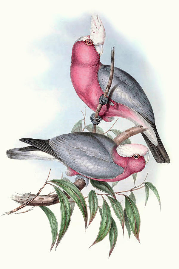 Pastel Parrots IIi #1 Painting by John Gould