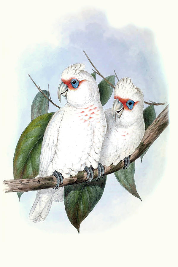 Pastel Parrots Iv #1 Painting by John Gould