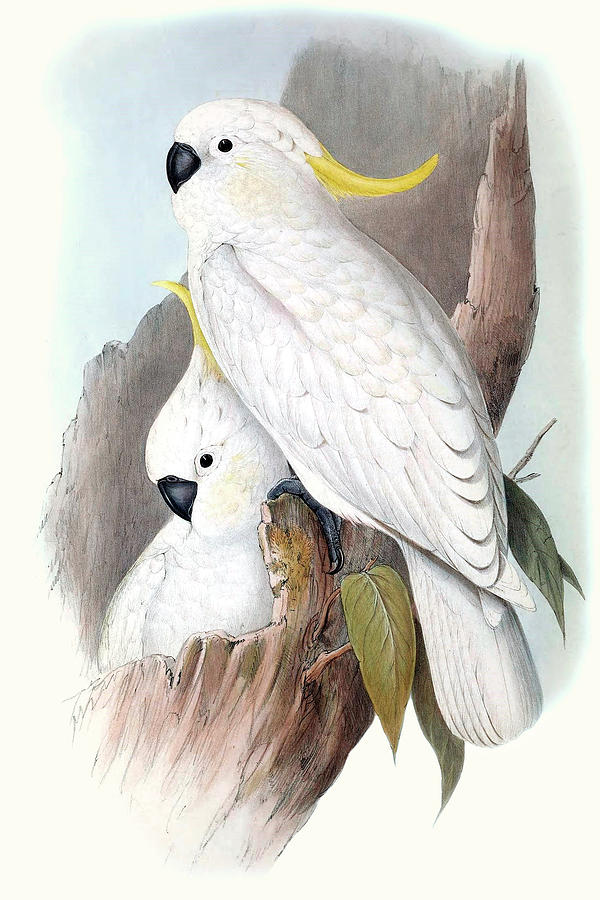 Pastel Parrots V #1 Painting by John Gould