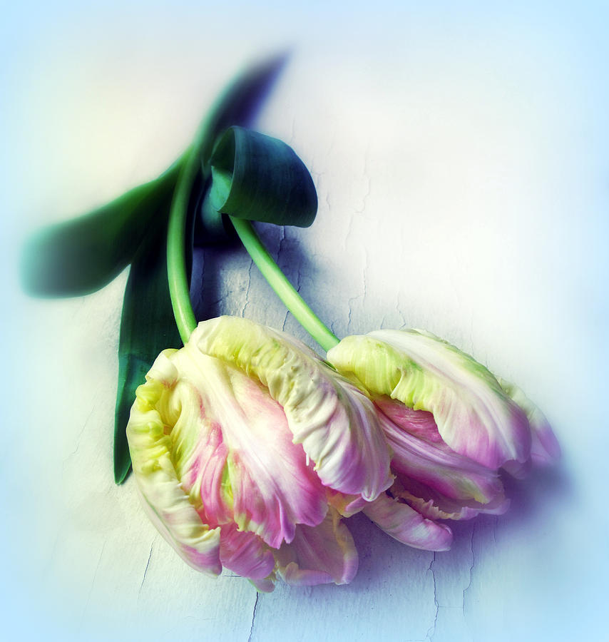 Flower Photograph - Pastel Petals #2 by Jessica Jenney