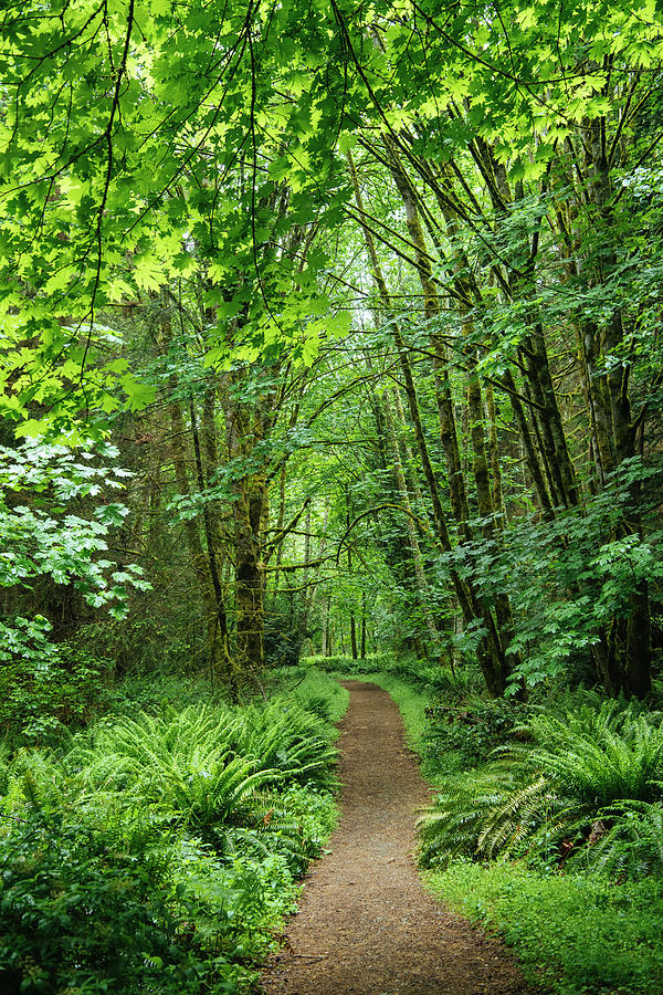 Path In A Forest, Bainbridge Island #1 Photograph by Panoramic Images