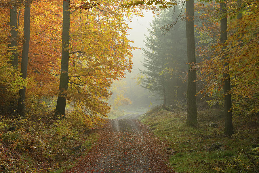 Path Through Beech Forest In Autumn by Michael Breuer