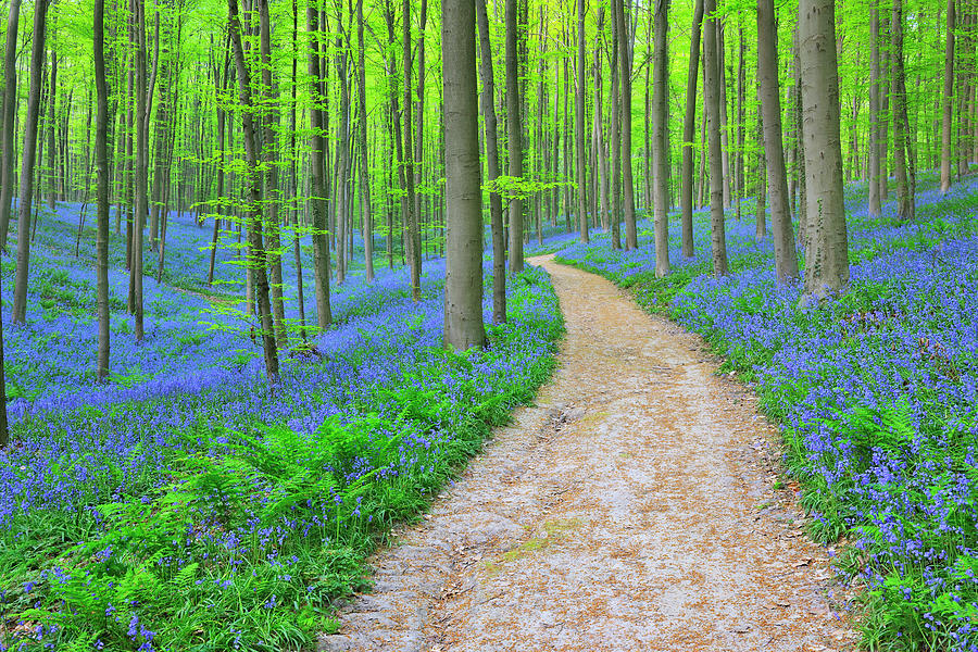 Path Through Bluebells Forest #1 Photograph by Raimund Linke