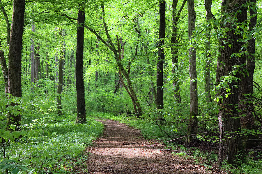 Path Through Deciduous Forest, Upper Bavaria, Germany Photograph by ...