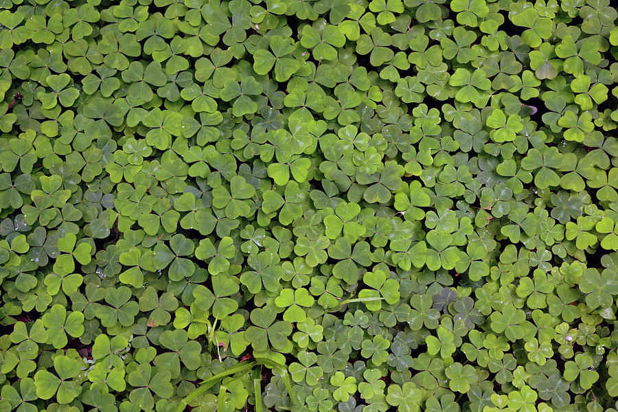 Pattern In Wood Sorrel Photograph by Adam Jones | Fine Art America