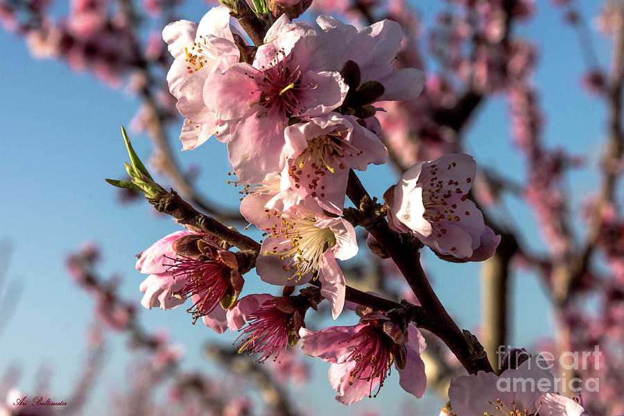 Peach blossom by Arik Baltinester Peach blossom by Arik Baltinester