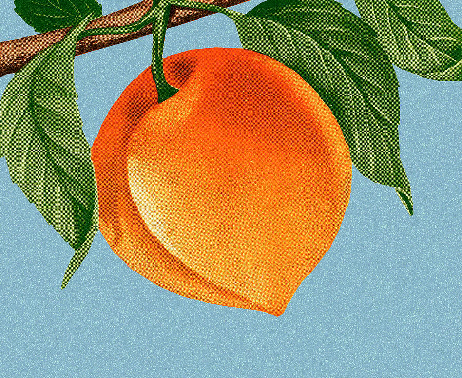 Nature Drawing - Peach #1 by CSA Images
