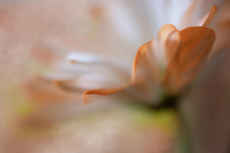 Peach Dreams 1 Digital Art by Cyndy Doty Fine Art America