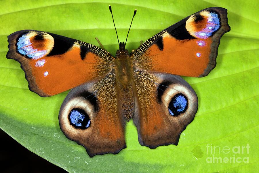 Peacock Butterfly #1 Photograph by Dr Keith Wheeler/science Photo Library