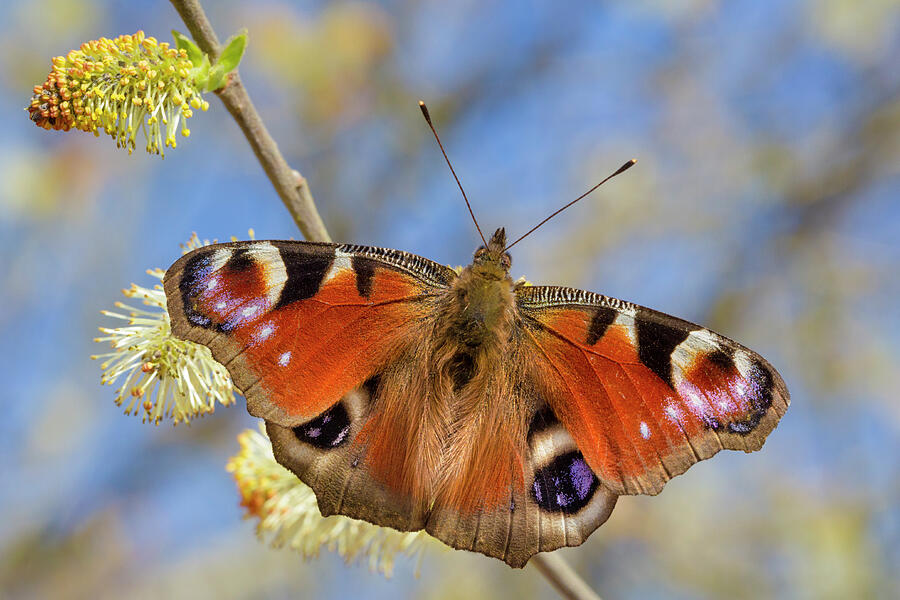 Wildlife Photograph - Peacock Butterfly Feeding On Goat Willow Catkins , An #1 by Alex Hyde / Naturepl.com