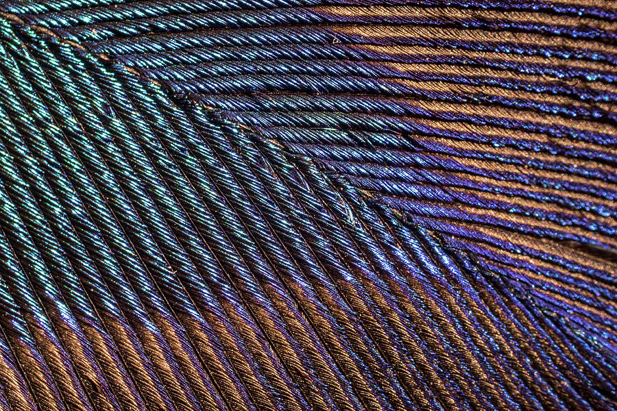 Peacock Feather Close Up Showing Iridescence (10x) Photograph by Paul ...