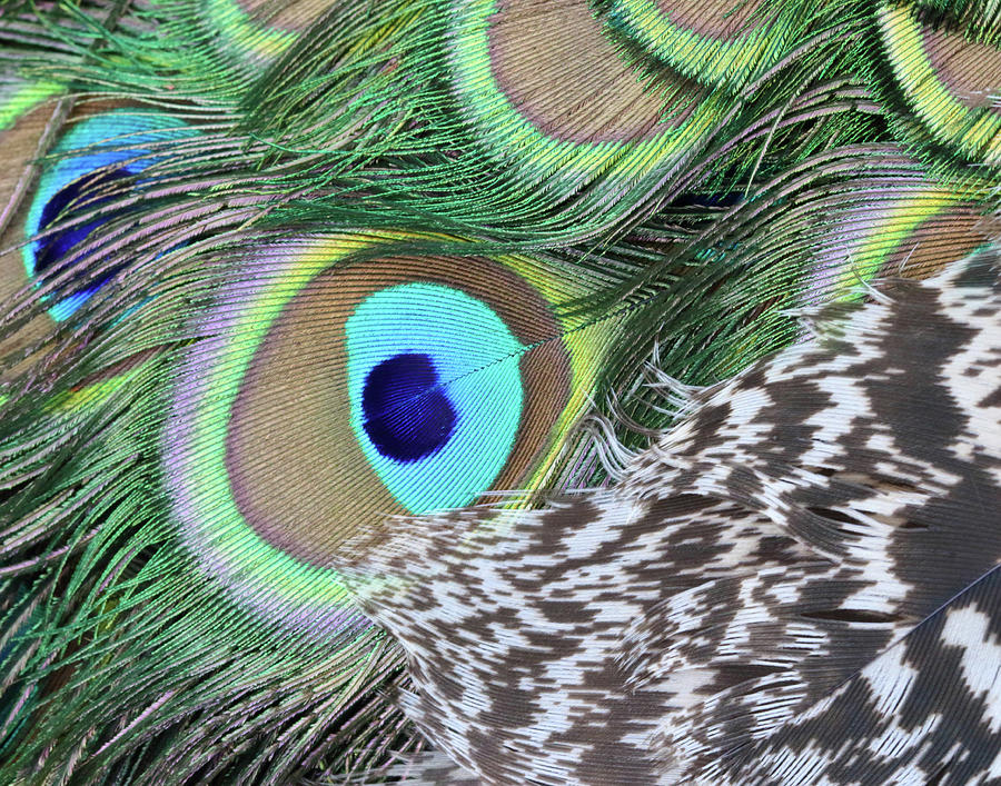 Peacock Feather Detail #1 Photograph by David Kenny