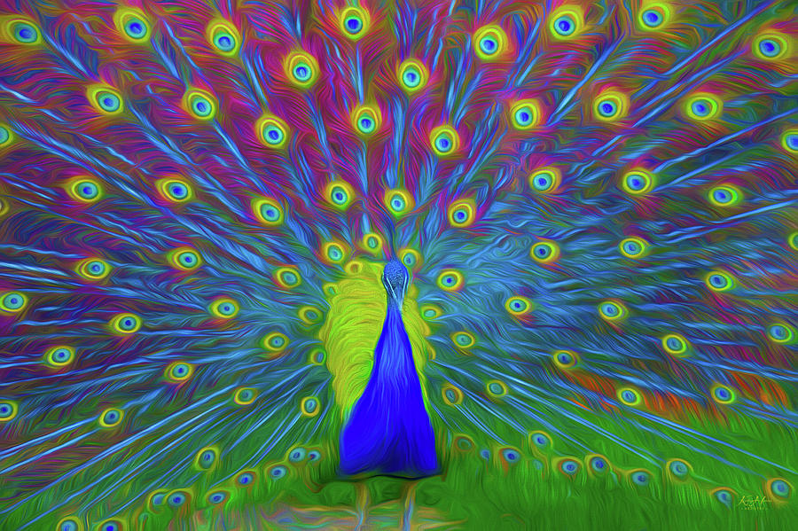 Peacock #1 Photograph by Keith Hawley