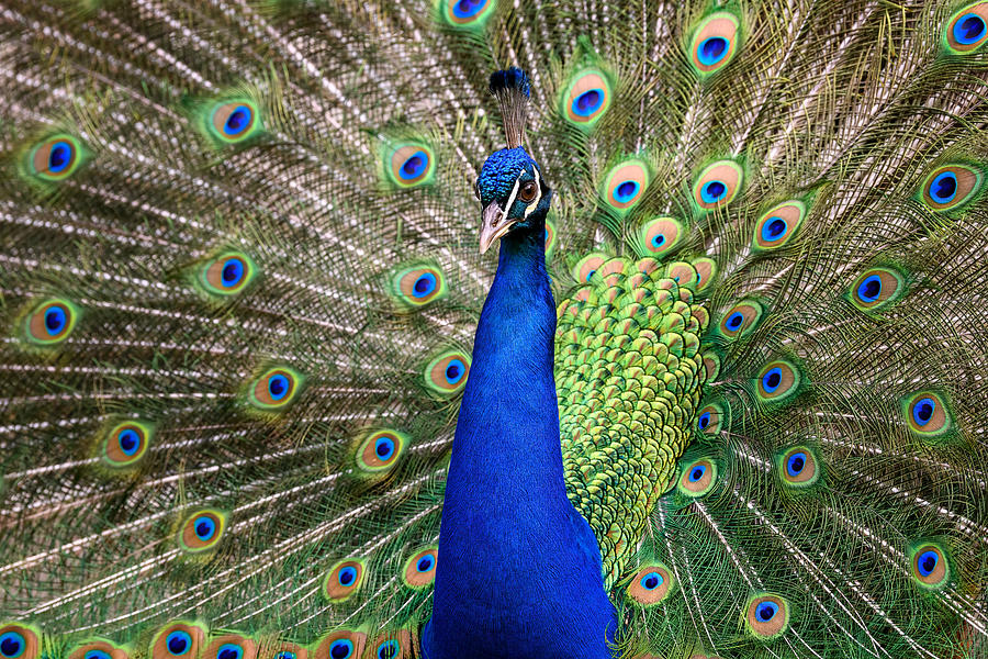 Animal Photograph - Peacock #1 by Marco Galimberti
