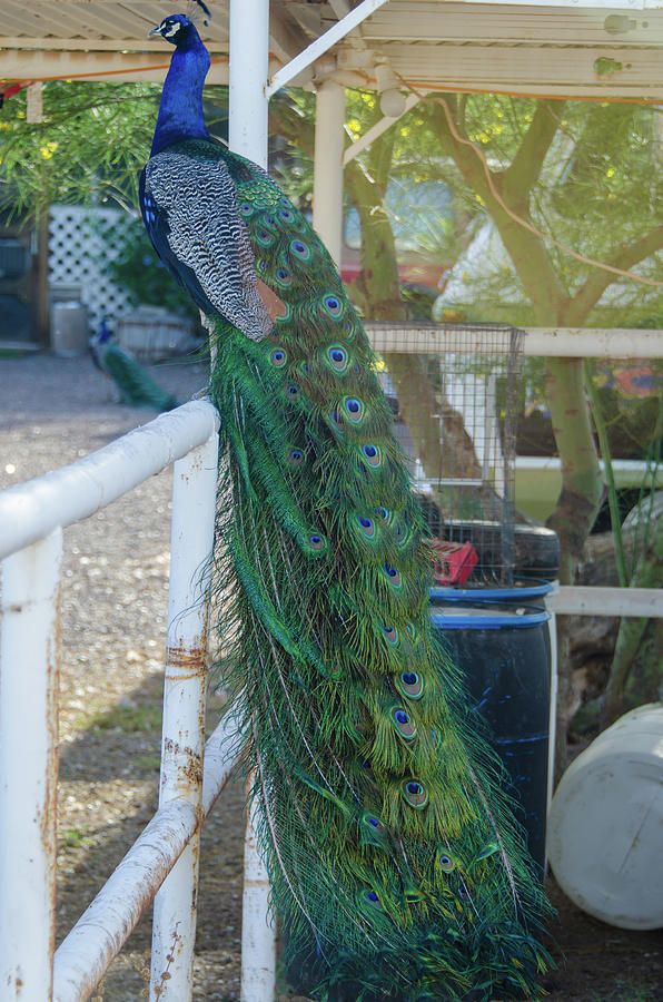 peacock tail down
