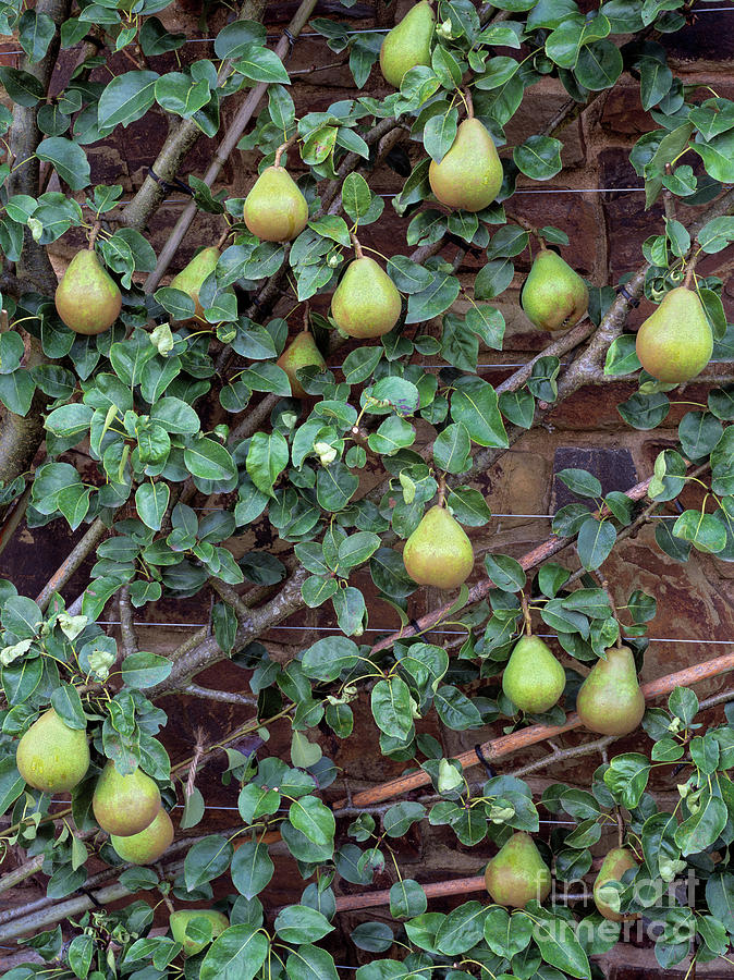 Pyrus communis 'Comice' (European Pear)