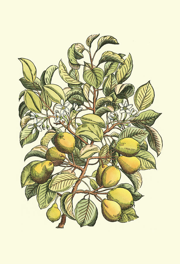Fruit Painting - Pear Tree Branch #1 by Duhamel Du Monceau