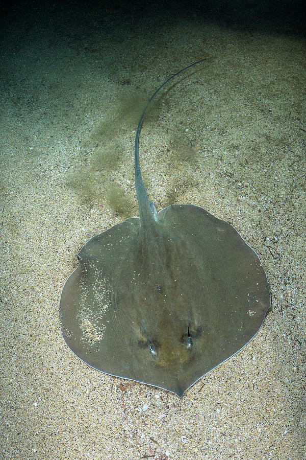 Wildlife Photograph - Pearl Whipray Resting On Seabed, Dakar, Senegal, Eastern #1 by Andy Murch / Naturepl.com